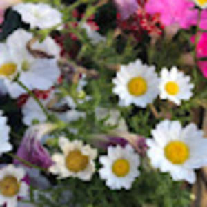 Meet your Posher, Chloe